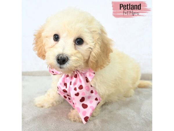 Bichapoo--Female---Petland Fort Myers, Florida