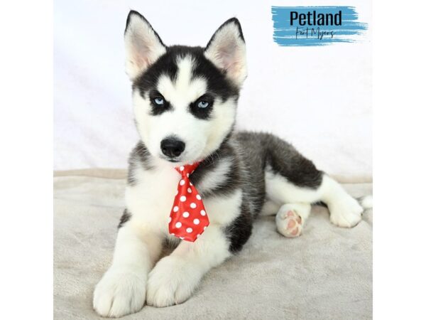 Siberian Husky--Male---Petland Fort Myers, Florida