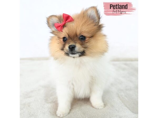 Pomeranian--Female---Petland Fort Myers, Florida