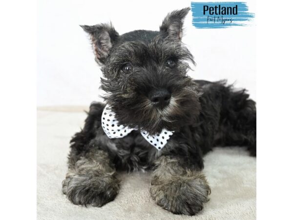 Miniature Schnauzer--Male---Petland Fort Myers, Florida