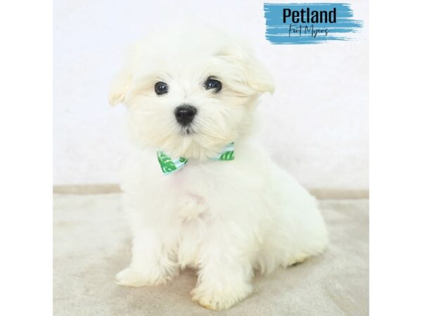 Maltese--Male---Petland Fort Myers, Florida