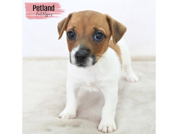 Jack Russell Terrier--Female---Petland Fort Myers, Florida