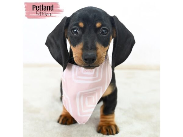 Dachshund--Female---Petland Fort Myers, Florida