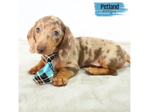 Dachshund--Male---Petland Fort Myers, Florida