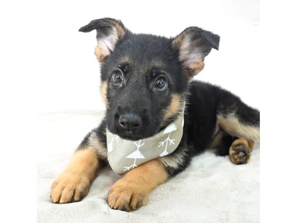 German Shepherd--Female---Petland Fort Myers, Florida
