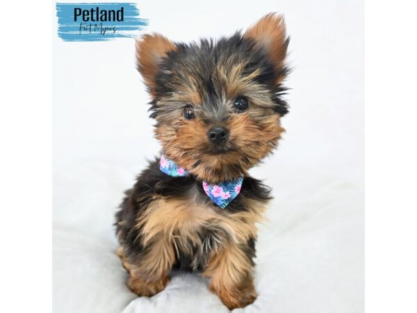 Yorkshire Terrier--Male---Petland Fort Myers, Florida