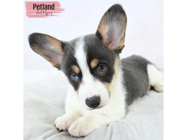 Pembroke Welsh Corgi--Female---Petland Fort Myers, Florida