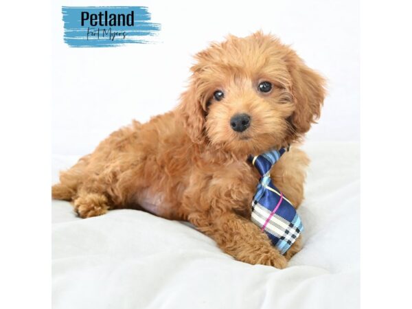 Mini Goldendoodle--Male---Petland Fort Myers, Florida
