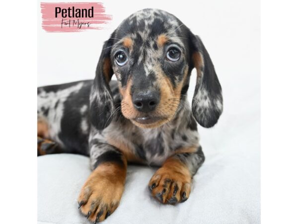 Dachshund--Female---Petland Fort Myers, Florida