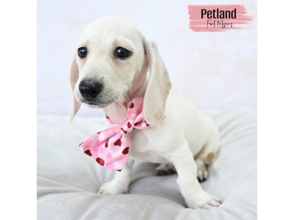 Dachshund--Female---Petland Fort Myers, Florida