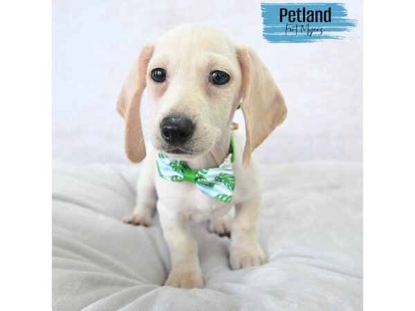 Dachshund--Male---Petland Fort Myers, Florida