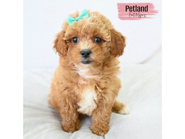 Shihpoo--Female---Petland Fort Myers, Florida