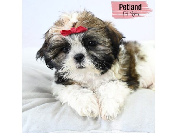 Shih Tzu--Female---Petland Fort Myers, Florida