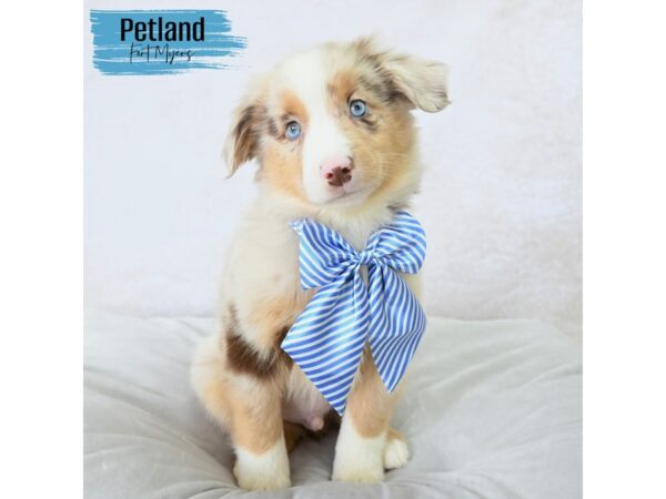 Miniature Australian Shepherd--Male---Petland Fort Myers, Florida