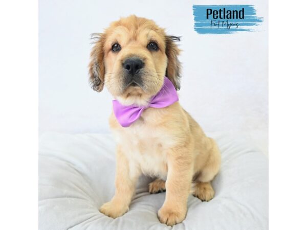 Hippo Mini--Male---Petland Fort Myers, Florida