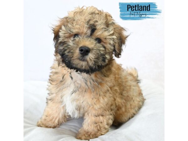 Havapoo--Male---Petland Fort Myers, Florida
