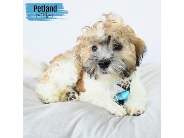 Havanese--Male---Petland Fort Myers, Florida