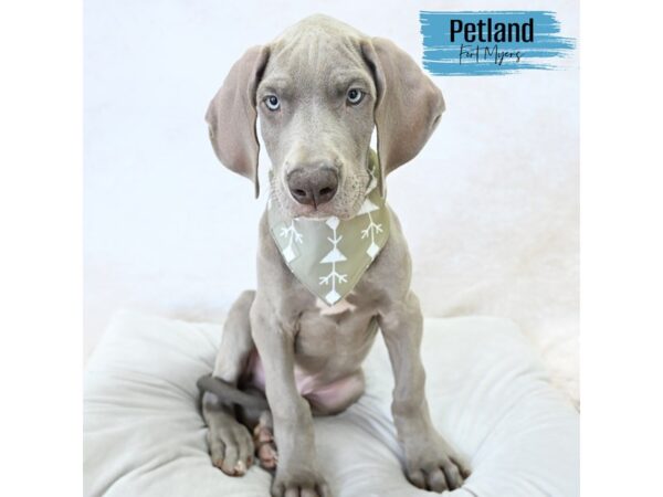 Great Dane--Male---Petland Fort Myers, Florida