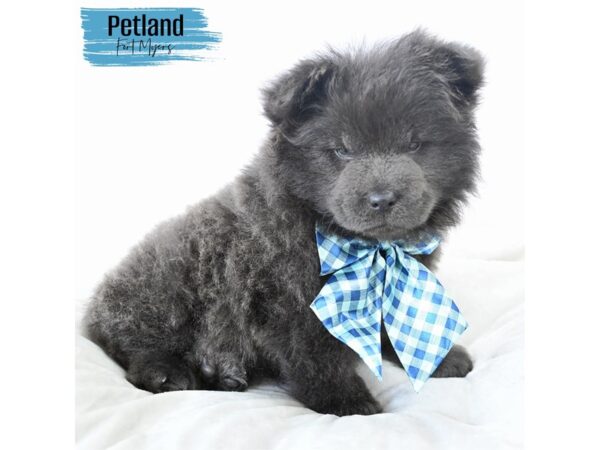Chow Chow--Male---Petland Fort Myers, Florida