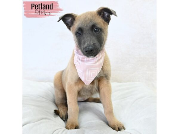 Belgian Malinois--Female---Petland Fort Myers, Florida