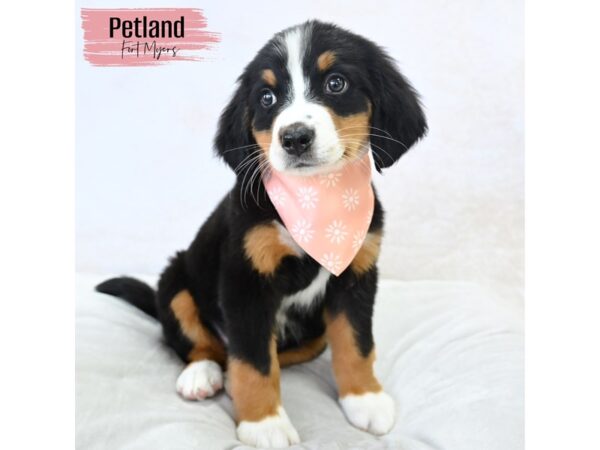 Bernese Mountain Dog--Female---Petland Fort Myers, Florida
