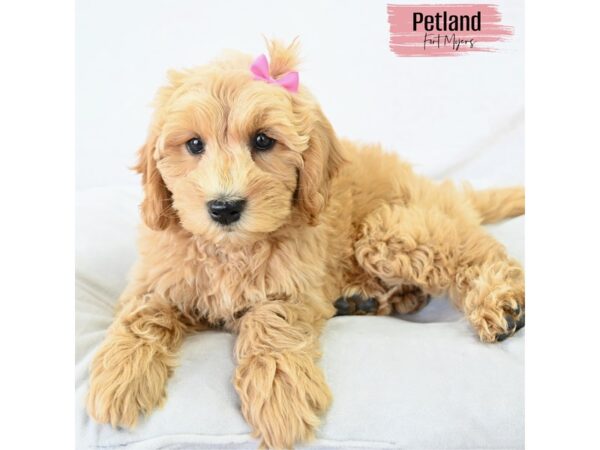 Goldendoodle Mini--Female---Petland Fort Myers, Florida