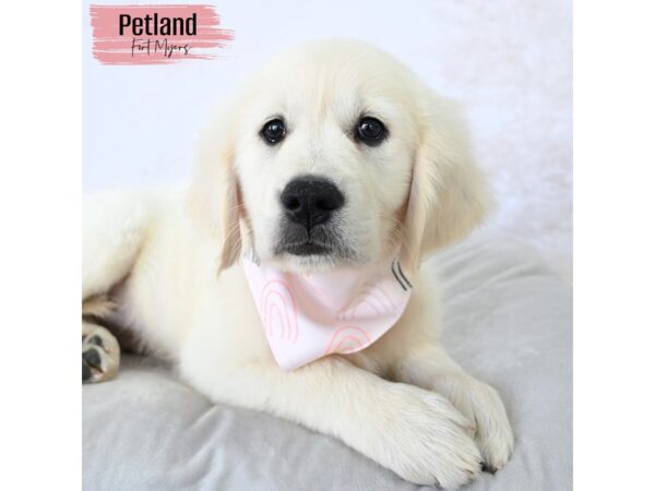 Golden Retriever--Female---Petland Fort Myers, Florida