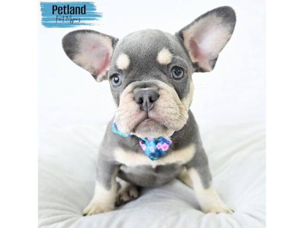 French Bulldog--Male---Petland Fort Myers, Florida