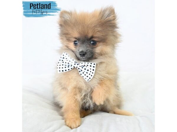 Pomeranian--Male---Petland Fort Myers, Florida