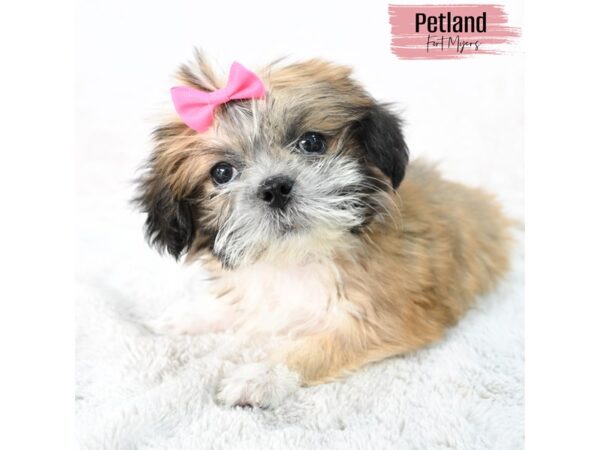 Lhasa Apso--Female---Petland Fort Myers, Florida
