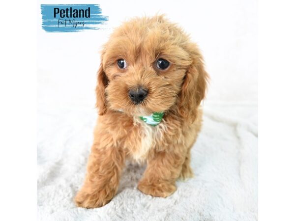 Cockapoo--Male---Petland Fort Myers, Florida