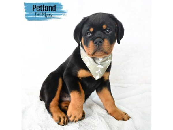 Rottweiler--Male---Petland Fort Myers, Florida