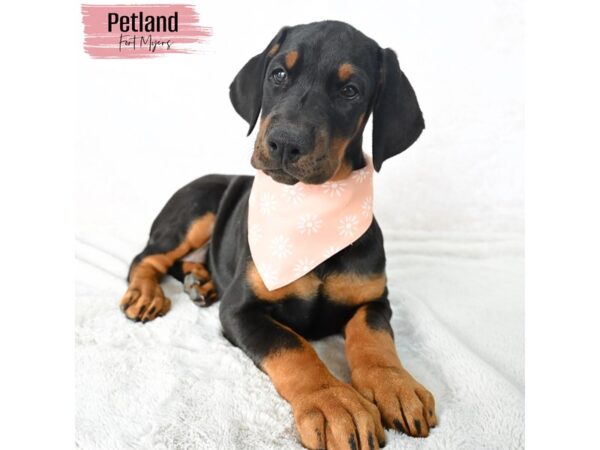 Doberman Pinscher--Female---Petland Fort Myers, Florida