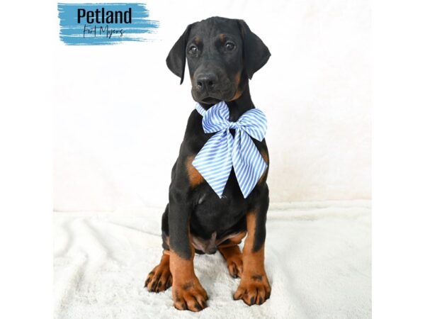 Doberman Pinscher--Male---Petland Fort Myers, Florida
