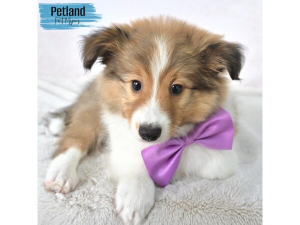 Shetland Sheepdog--Male---Petland Fort Myers, Florida