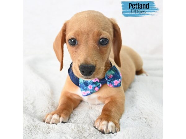 Dachshund--Male---Petland Fort Myers, Florida