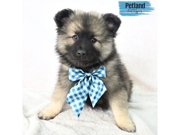 Keeshond--Male---Petland Fort Myers, Florida