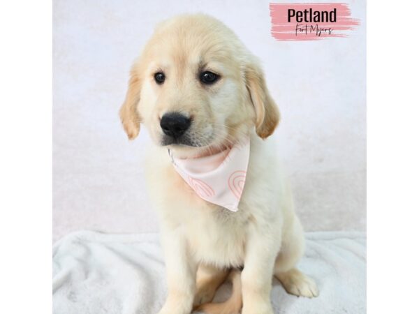 Golden Retriever--Female---Petland Fort Myers, Florida