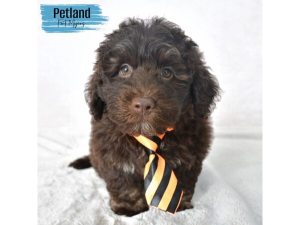 Havapoo--Male---Petland Fort Myers, Florida