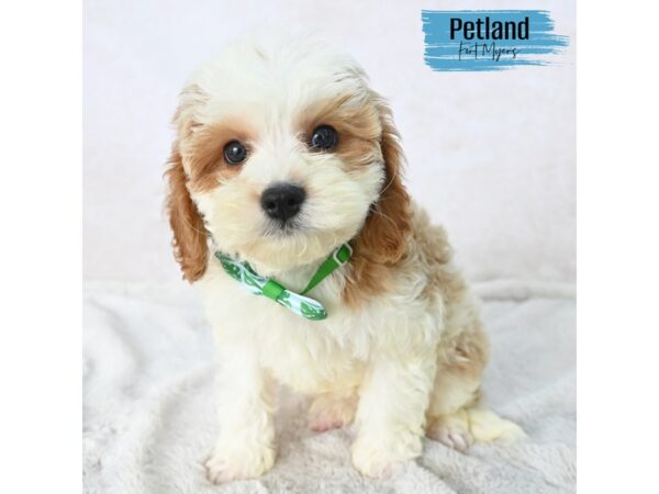 Cavapoo--Male---Petland Fort Myers, Florida