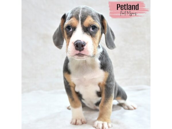 Beabull--Female---Petland Fort Myers, Florida
