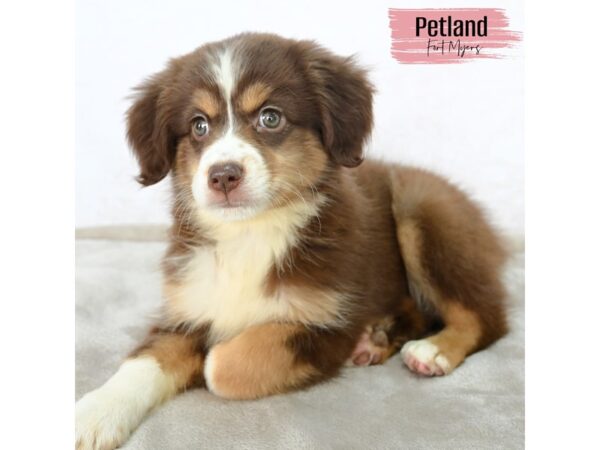 Miniature Australian Shepherd--Female---Petland Fort Myers, Florida