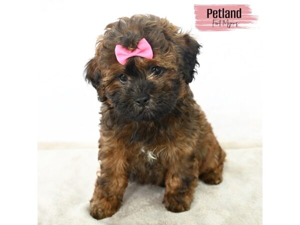 Shih Poo--Female---Petland Fort Myers, Florida