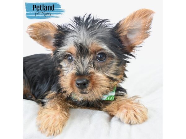 Yorkshire Terrier--Male---Petland Fort Myers, Florida