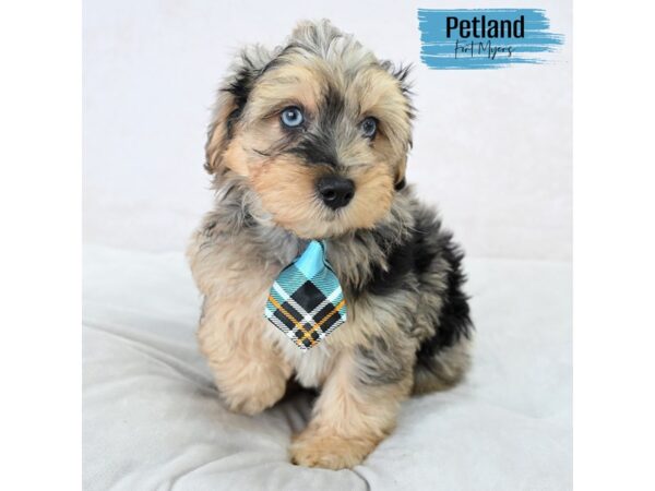 Yorkiepoo--Male---Petland Fort Myers, Florida