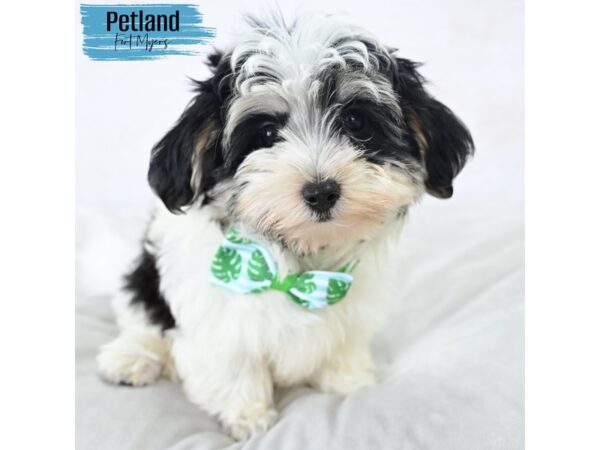Morkie--Male---Petland Fort Myers, Florida