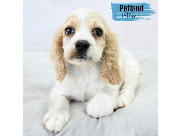 Cocker Spaniel--Male---Petland Fort Myers, Florida