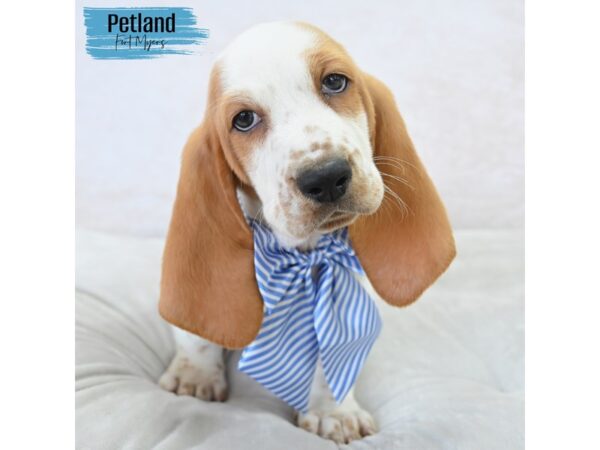 Basset Hound--Male---Petland Fort Myers, Florida