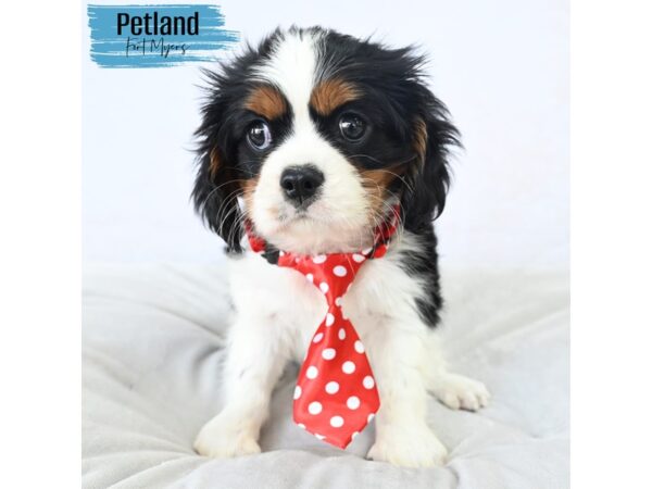 Cavalier King Charles Spaniel--Male---Petland Fort Myers, Florida