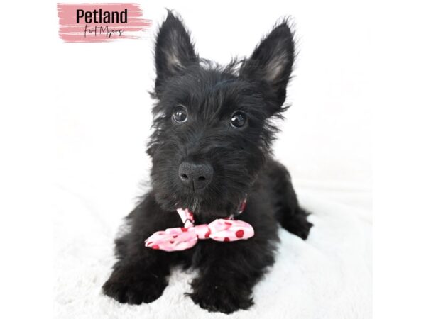 Scottish Terrier--Female---Petland Fort Myers, Florida